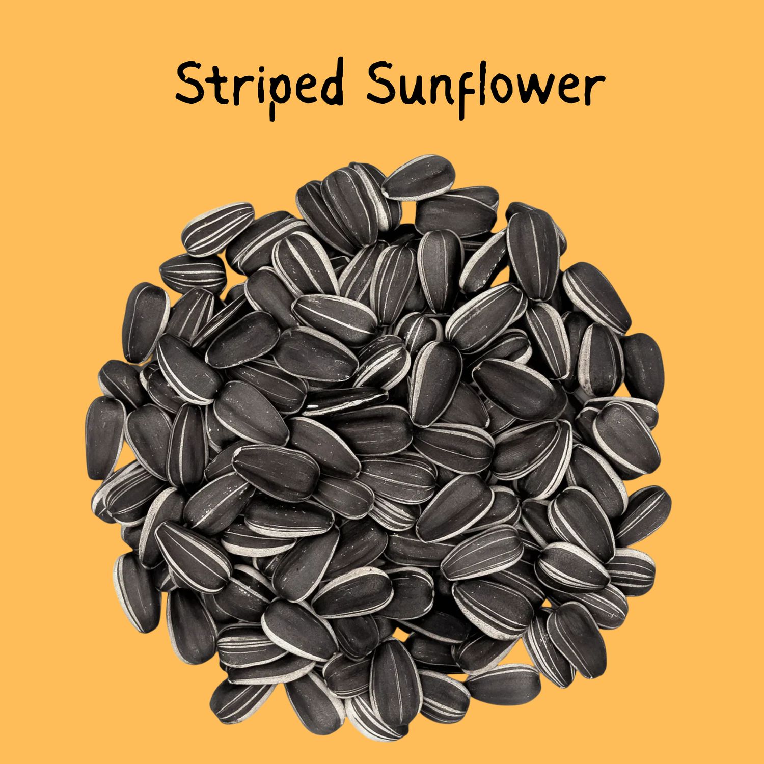 Striped Sunflower Seed 5lb