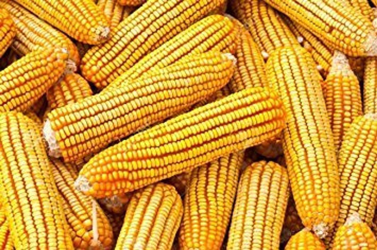 Whole Ear Corn - 50lb