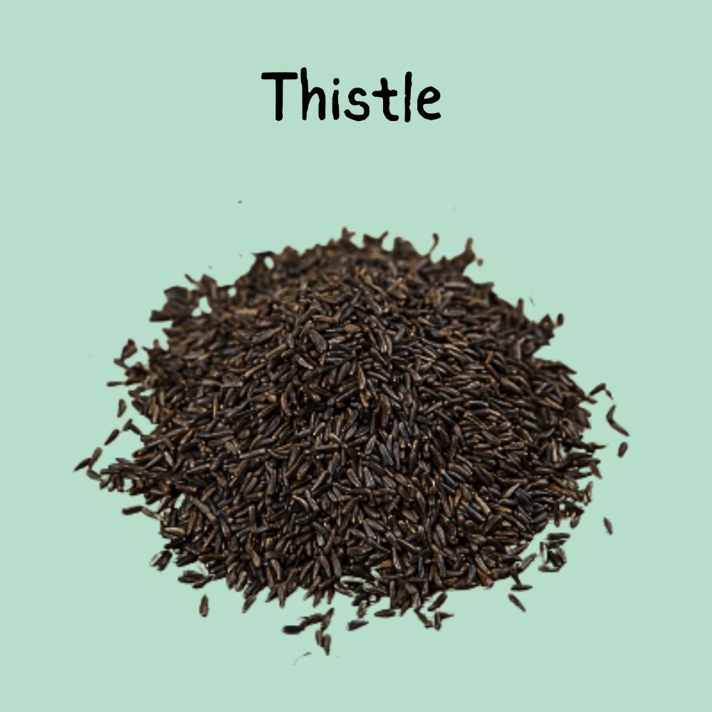Thistle Seed 10lb