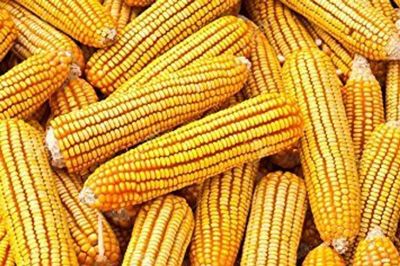Corn Ear 4lb