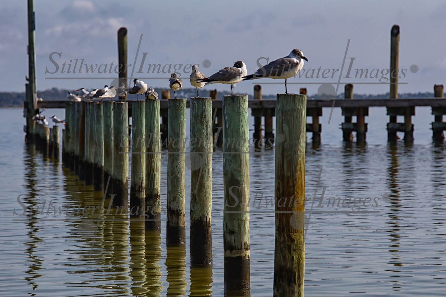 Birds of Pensacola Beach 16x24 gallery wrap