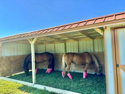 Run In Sheds
