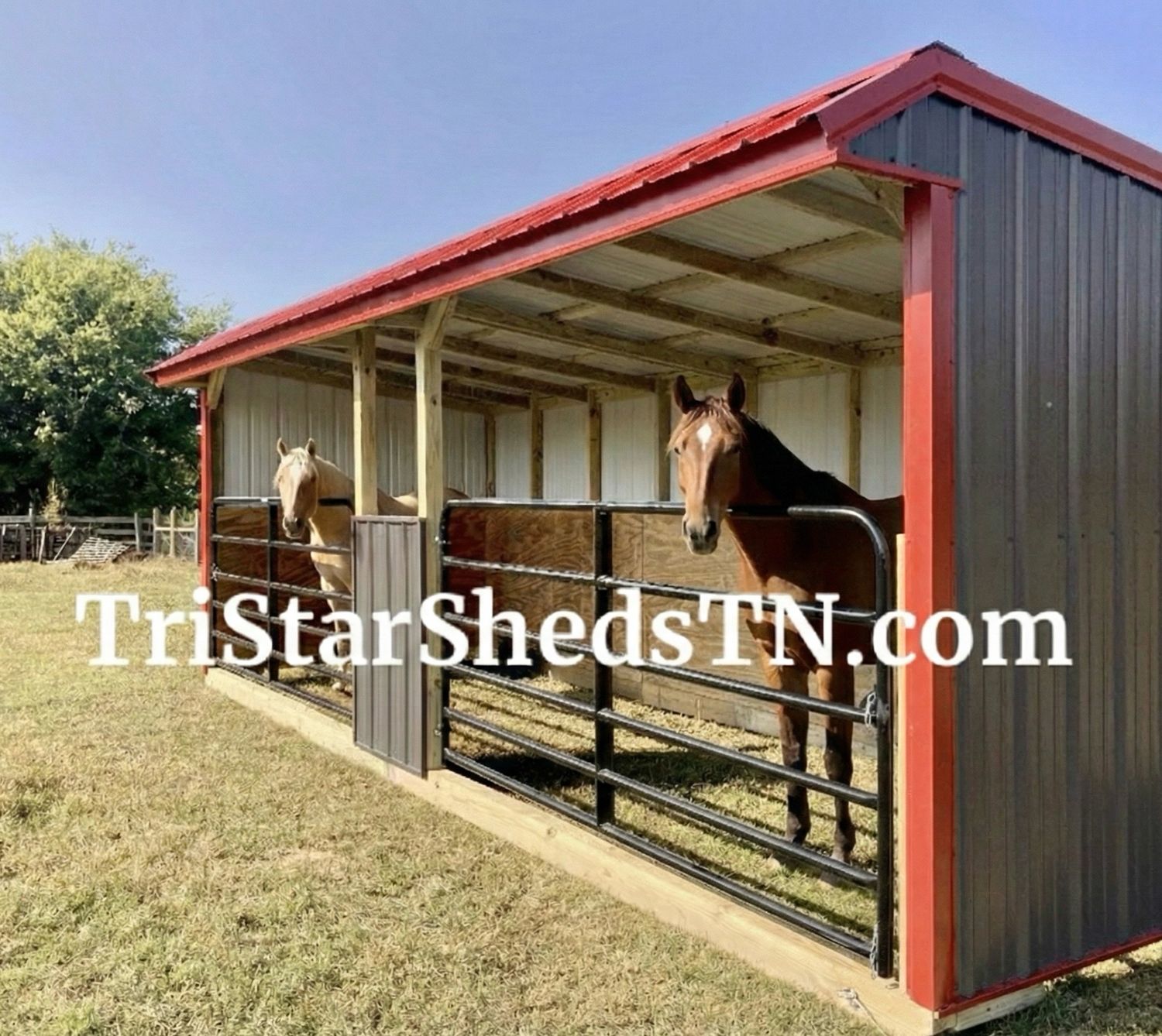 8x24 RUN IN SHED WITH TUBE GATES