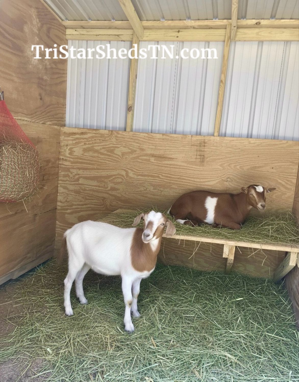 GOAT BUNK