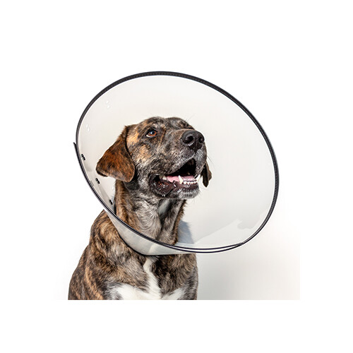 Calm Paws - Collier élisabéthain pour chiens