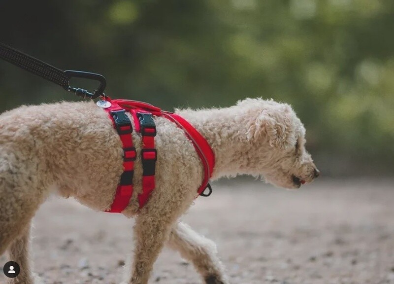 Le Chien Blanc - Harnais d'aventure ATLAS - ROUGE