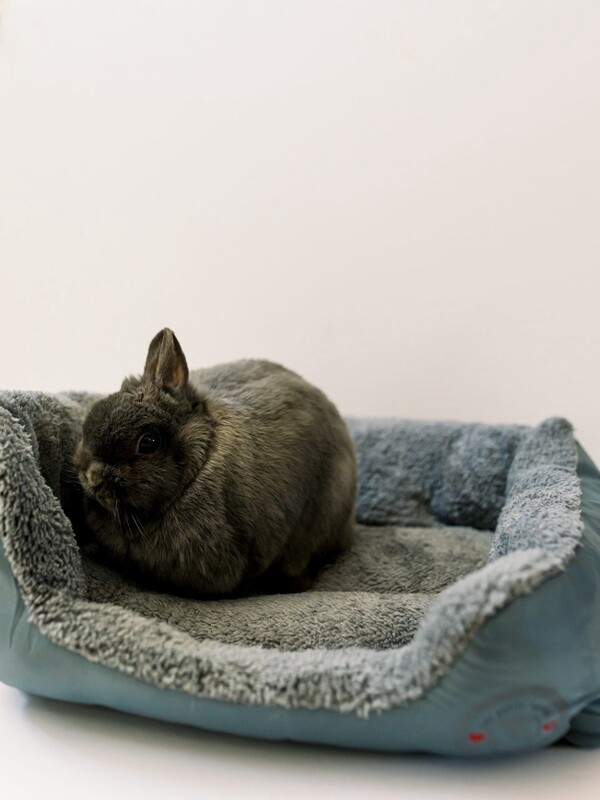 Petits lapins d&#39;amour - Lit pour petits animaux