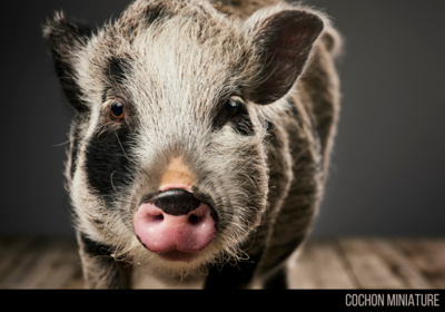 Cochon miniature