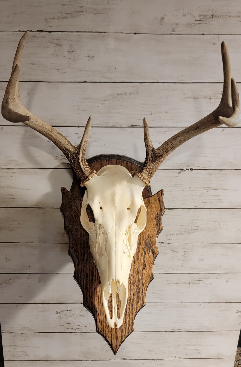 Oak arrowhead Euro mount