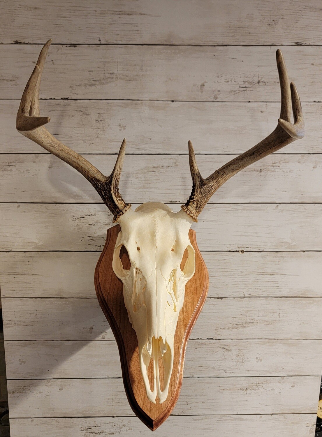 Standard Euro mount with stand