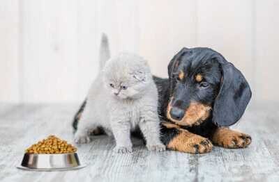 Pet Food