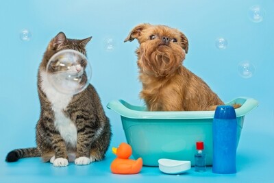 Pet Care