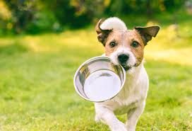 Canine Veterinary Diets