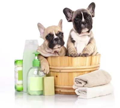 Grooming Essentials