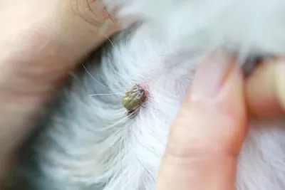 Flea &amp; Tick Prevention