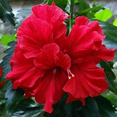 RED Double Hibiscus Plant