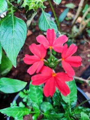 RED Crossandra Plant