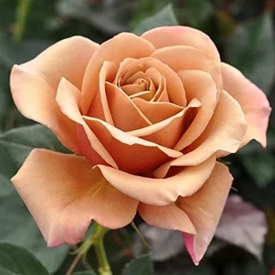 BROWNISH PURPLE Koko Lokko  Rose Plant