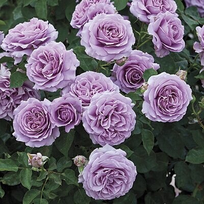 PURPLE Love Song Rose Plant