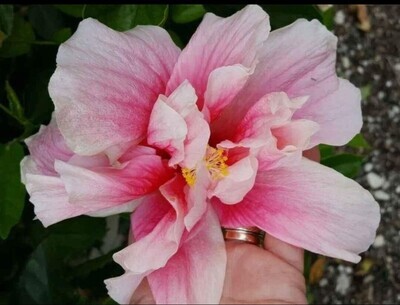 LIGHT PINK Double Hibiscus Plant