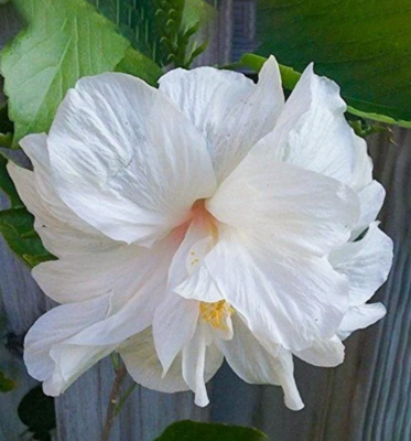 WHITE Double Hibiscus Plant