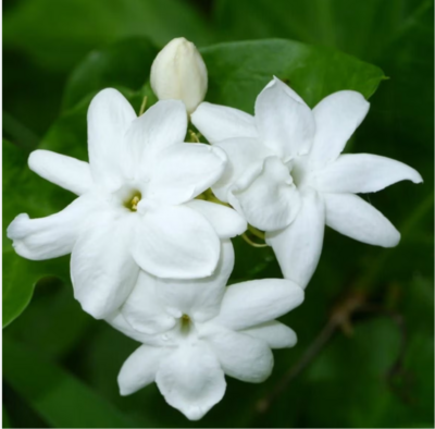 Arabian Sambac Jasmine Plant
