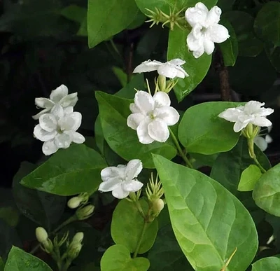 Arabian Sambac Jasmine Plant