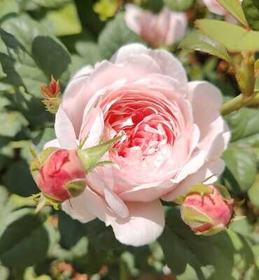 ORANGISH PINK Queen Of Sweden Rose Plant