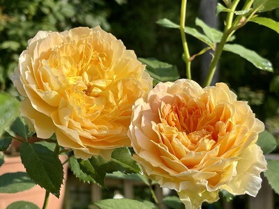 YELLOW Molineux Rose Plant