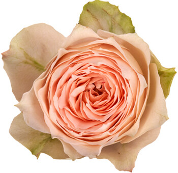 GREENISH LIGHT PINK Beautiful Pavlova Rose Plant