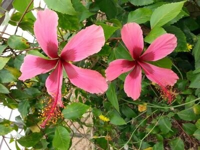 Exotic PINKISH RED Fiji Island Polynesian Hibiscus Plant 