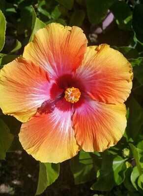 Exotic YELLOWISH RED Hawaiian Sunset Fiesta Hibiscus Plant