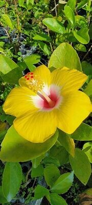 Exotic YELLOW Hawaiian Hibiscus Plant