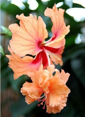 Exotic ORANGE Lion Tail Hibiscus Plant