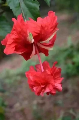 Exotic RED Lion Tail Hibiscus Plant