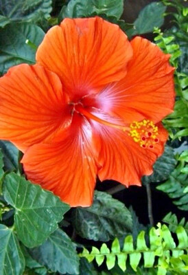 Exotic Bright ORANGE Hibiscus Plant