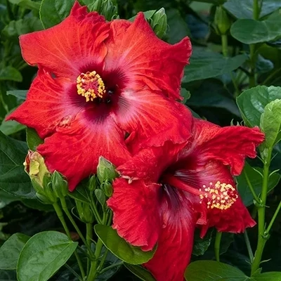 Exotic RED Hibiscus Plant