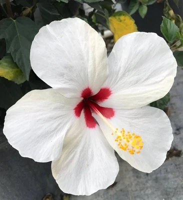 WHITE Wing Hibiscus Plant