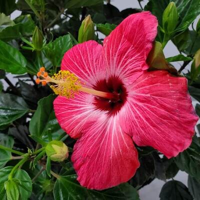 Tropical PINKISH RED Painted Lady Hibiscus Plant