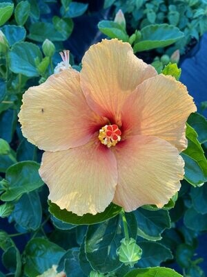 Tropical YELLOWISH RED Joann Hibiscus Plant
