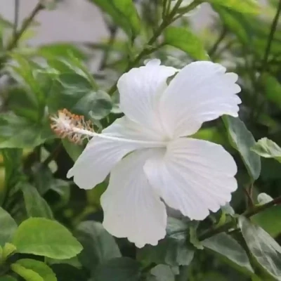 Tropical PURE WHITE Hibiscus Plant