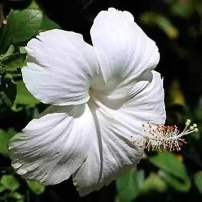 Tropical PURE WHITE Hibiscus Plant