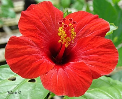 Indian Tropical RED Hibiscus Plant