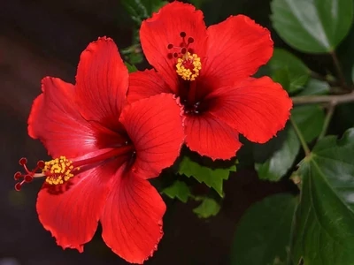 Indian Tropical RED Hibiscus Plant