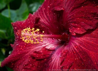 Exotic DARK RED Kiss and tell Hibiscus Plant