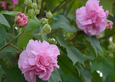 PINK Confederate Rose, Hibiscus mutabilis Plant