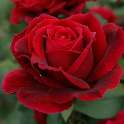 BLACKISH RED Mister  Lincoln rose plant