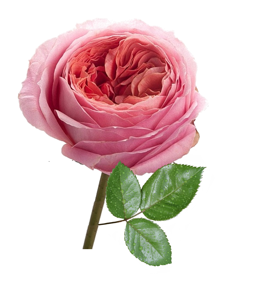 ORANGISH PINK Romantic Antike rose plant