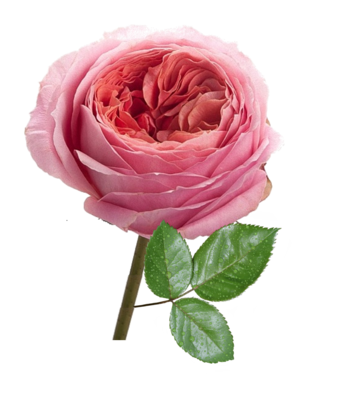 ORANGISH PINK Romantic Antike rose plant