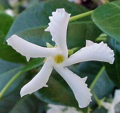 Confederate Jasmine Vine Plant